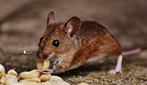 24 Hour & Emergency Exterminators in Seaside, OR